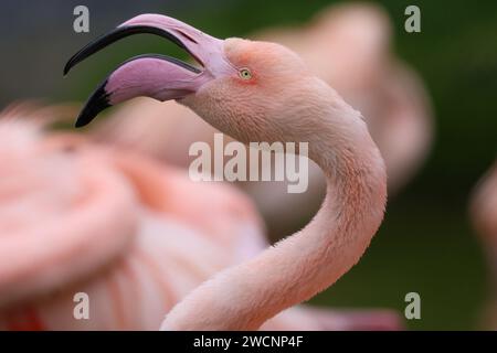 Flamingo Foto Stock