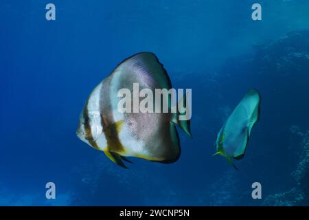 Pesci pipistrello orbicolare (Platax orbicularis), sito di immersione Abu Dabab, El Naba, Marsa Alam, Egitto, Mar Rosso Foto Stock