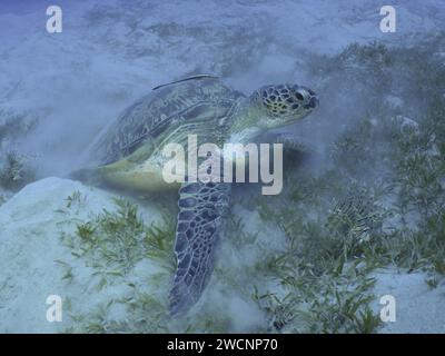 Tartaruga verde (Chelonia mydas) con i monti della nave (Remora remora), sdraiata su un fondale marino, agitando la sabbia, sito di immersione House Reef, Mangrove Bay, El Quesir Foto Stock