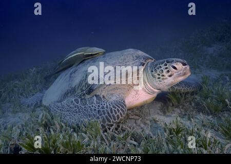 Tartaruga verde (Chelonia mydas) con i monti della nave (Remora remora), adagiata su un fondale marino, sabbia, sito di immersione Marsa Shona Reef, Egitto, Mar Rosso Foto Stock