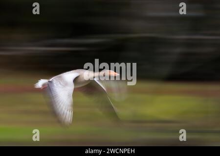 Grigliata (Anser anser), volare, muoversi, sfocatura movimento, Hesse, Germania Foto Stock