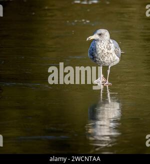 Primo piano di un gabbiano giovanile in piedi sul lago ghiacciato con riflesso Foto Stock