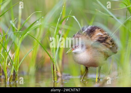 Crake minore (Porzana parva), giovanile, pulcino, Lesbo, Lesbo, Isola di Lesbo, Grecia Foto Stock