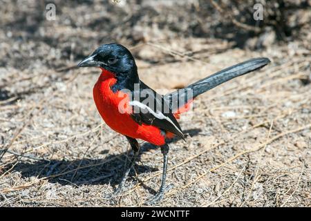 Shrike con abbellimento rosso, Bush Shrike, (Lanarius atrococcineus), Sudafrica, Kalahari Gemsbok Park, Kalahari Gemsbok Park Foto Stock