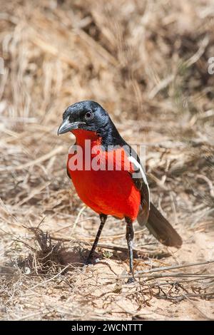 Shrike con abbellimento rosso, Bush Shrike, (Lanarius atrococcineus), Sudafrica, Kalahari Gemsbok Park, Kalahari Gemsbok Park Foto Stock