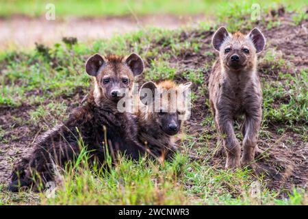 Tre giovani iene maculate (Crocuta crocuta), Masai Mara, Kenya Foto Stock