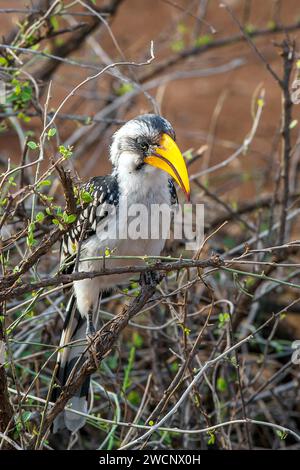 Becco di manzo a becco giallo meridionale (Tockus leucomelas), Rift Valley, Kenya Foto Stock