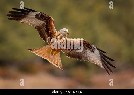 Red Kite (Milvus milvus), Red Kite, Montagu's Harrier, Harrier, Foraging, apertura delle ali, caccia, in volo, Terres de Lleida, Pirenei catalani, Spagna Foto Stock