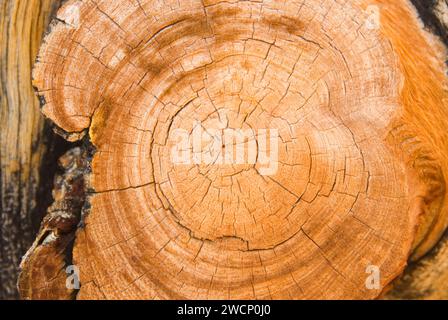 Taglio di pino Bristlecone con anelli di alberi, antica foresta di pini Bristlecone, antica strada panoramica nazionale Bristlecone, Inyo National Forest, California Foto Stock