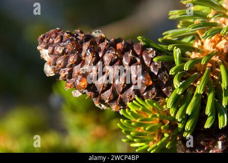 Bristlecone pinecone, Ancient Bristlecone Pine Forest, Ancient Bristlecone National Scenic Byway, Inyo National Forest, California Foto Stock