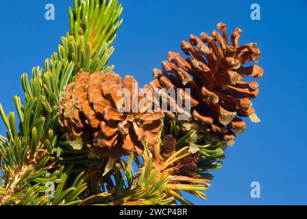 Bristlecone pinecone, Ancient Bristlecone Pine Forest, Ancient Bristlecone National Scenic Byway, Inyo National Forest, California Foto Stock