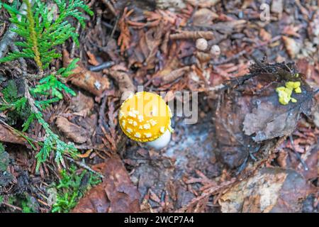 Vivace fungo giallo nella foresta profonda del Lake Superior Provincial Park in Ontario Foto Stock