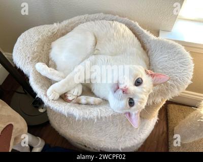 Mitzie il fmalepoint siamese con gli occhi blu Foto Stock