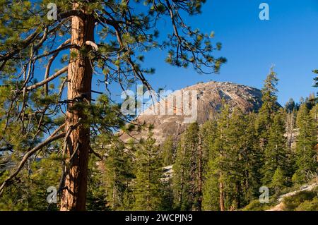 Pine with Sentinel Dome, Yosemite National Park, California Foto Stock