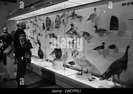 Dicembre 2023 - Museo Peabody Essex - Salem, Massachusetts. Un posto per i visitatori davanti a un grande armadietto di vetro con uccelli tassidermi in mostra nel Dotty Foto Stock