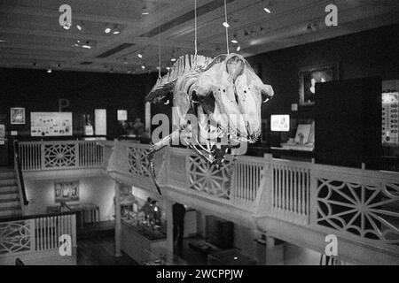 Dicembre 2023 - Museo Peabody Essex - Salem, Massachusetts. Un famoso scheletro di balena pilota d'epoca è appeso al soffitto della Seaman Gallery Foto Stock