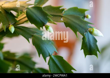 Struttura macro astratta sfocata vista dei delicati fiori bianchi in fiore su una pianta schlumbergera truncata (cactus del Ringraziamento) Foto Stock