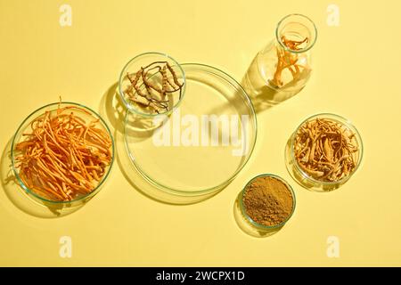 Podio trasparente in forma rotonda disposto con capsule di Petri contenenti Cordyceps Militaris e Cordyceps Sinensis. Mostra sul palco per me tradizionale Foto Stock