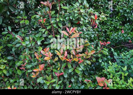 Foglie rosse e verdi di una siepe rossa di robin photinia fraseri, dopo la pioggia Foto Stock