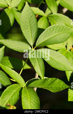 California buckeye parte lungo Heron Point Trail, New Melones Lake e Recreation-Tuttletown Recreation area, California Foto Stock