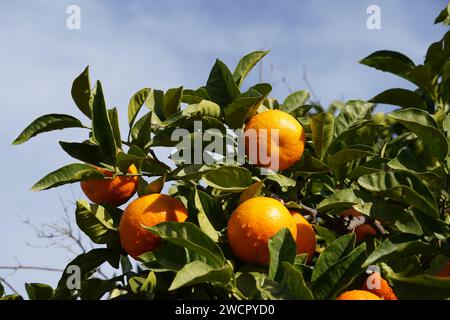 Arancia amara, o Citrus aurantium, frutto su un albero Foto Stock