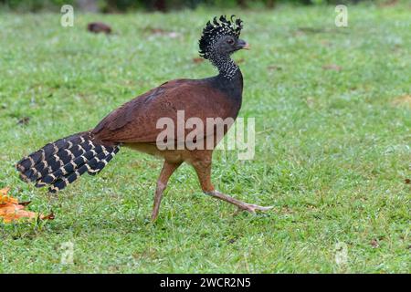 Grande Curassow femminile (Crax rubra) a la Laguna del Lagarto Lodge, Boca Tapada, San Carlos, Costa Rica Foto Stock