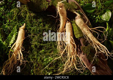 Vista dalla cima di diverse radici di ginseng decorate sull'erba con un ramo d'albero. Il ginseng (Panax ginseng) contiene antiossidanti che possono ridursi in Foto Stock