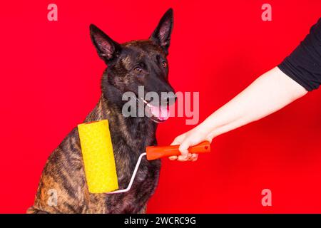 Un costruttore di cani sta tenendo la spazzola a rullo. Sfondo rosso giallo. Isolato. Pastore olandese Foto Stock