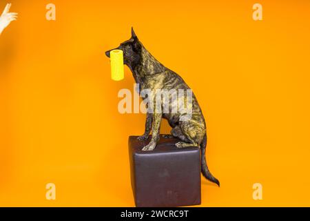 Un costruttore di cani sta tenendo la spazzola a rullo. Sfondo rosso giallo. Isolato. Pastore olandese Foto Stock