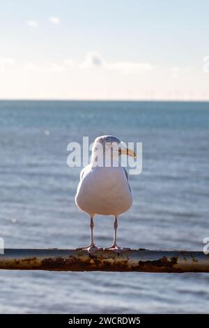 Un gabbiano arroccato sulle ringhiere di Brighton Beach, in una soleggiata giornata invernale Foto Stock