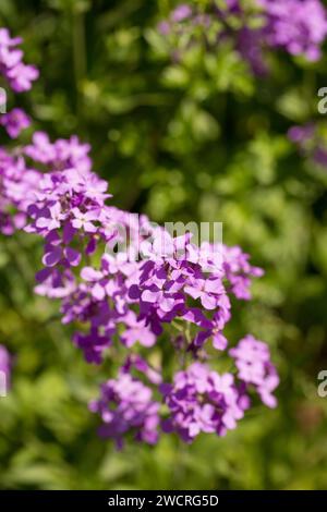 Fiore di matiola viola in fiore in un giardino estivo soleggiato Foto Stock