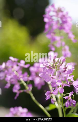 Fiore di matiola viola in fiore in un giardino estivo soleggiato Foto Stock