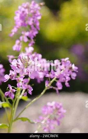 Fiore di matiola viola in fiore in un giardino estivo soleggiato Foto Stock