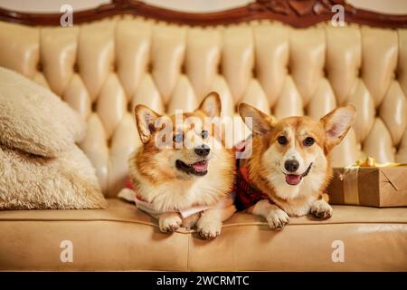 Due graziosi corgi gallesi rossi e bianchi con abiti di Capodanno seduti su un divano con scatole regalo Foto Stock