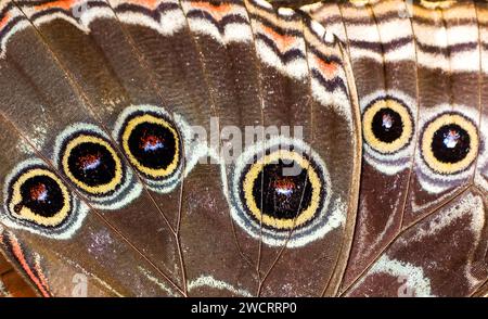 Blue Morpho Butterfly. Primo piano con le ali a farfalla. Morpho peleides. Foto Stock