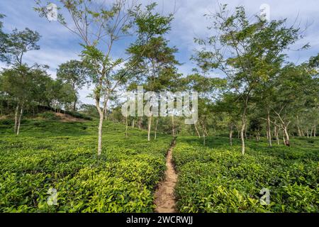 Vista panoramica del giardino del tè mattutino sulle colline di Sylhet, Bangladesh Foto Stock