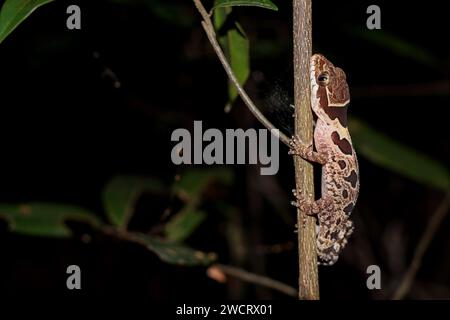 Geco angolato (Cyrtodactylus angularis) Foto Stock