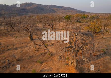 Grandi alberi di Baobab, Adonsonia digital, sono visibili nella valle dello Zambesi in Zimbabwe. Foto Stock