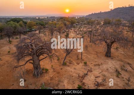 Grandi alberi di Baobab, Adonsonia digital, sono visibili nella valle dello Zambesi in Zimbabwe. Foto Stock