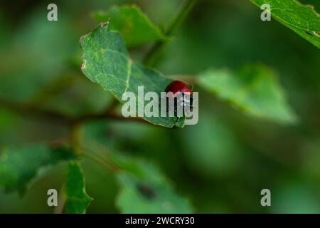 piccolo scarabeo rosso su una foglia verde Foto Stock