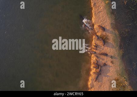 Un branco di Ippopotamo, Hippopotamus amphibius, si precipita nel fiume Zambesi nello Zimbabwe. Foto Stock