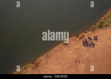 Un branco di Ippopotamo, Hippopotamus amphibius, si precipita nel fiume Zambesi nello Zimbabwe. Foto Stock