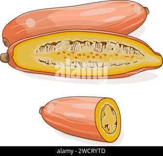 Zucca da squash rosa jumbo banana intera e tritata. Cucurbita maxima. Verdure. Clipart. Illustrazione vettoriale isolata. Illustrazione Vettoriale