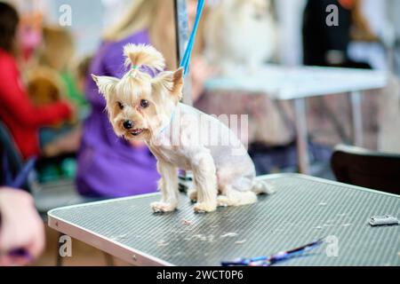 Un cane Yorkshire Terrier su un tavolo per la cura del corpo dopo un taglio di capelli nel salone Foto Stock