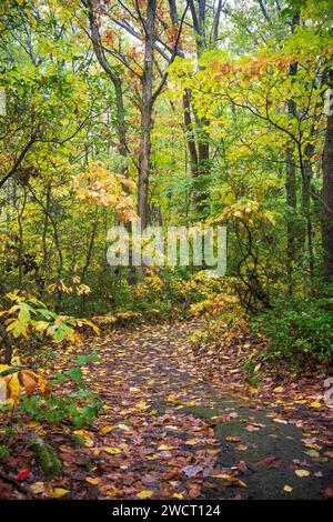 Un sentiero coperto di foglie si snoda attraverso una foresta autunnale giallo-verde con foglie rosse sparse sul sentiero, Allegheny National Forest, Pennsylvania. Foto Stock