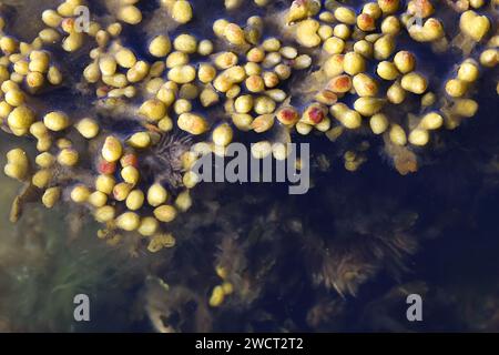 Fucus vesiculosus, noto con i nomi comuni bladderwrack, black Tang, Rocky Weed, Sea grapes, bladder fucus, quercia di mare, erba tagliata, tinture fucus, fucus rosso Foto Stock