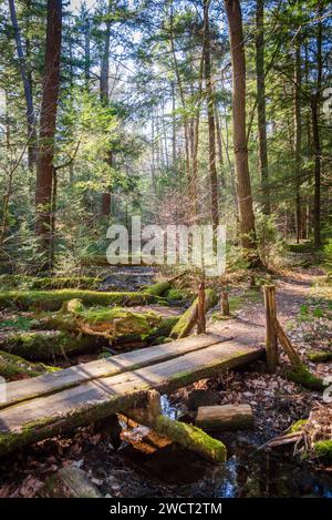 Un piccolo ponte pedonale sul piano forestale della Allegheny National Forest in Pennsylvania Foto Stock