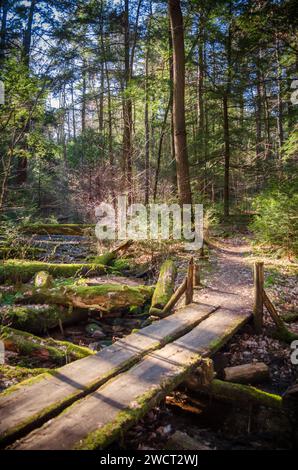 Un piccolo ponte pedonale sul piano forestale della Allegheny National Forest in Pennsylvania Foto Stock