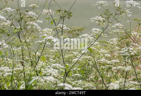 Mucca prezzemolo Anthriscus sylvestris, Growing on Field Margin, giugno Foto Stock