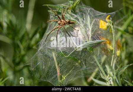 Nido ragno Pisaura mirabilis, a guardia delle sue uova, Norfolk, giugno Foto Stock